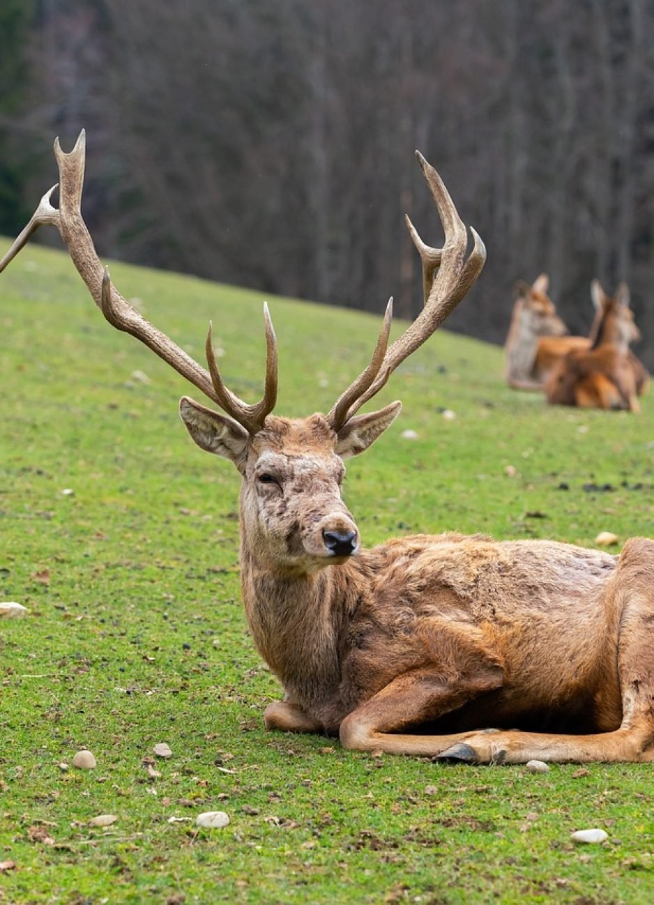 fallow-deer-6115404_1280